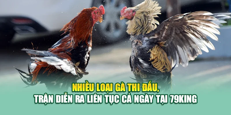 AOG Đá Gà – Sân Chơi Đối Kháng Đỉnh Cao Tại 79King 3 Nhiều loại gà thi đấu, trận diễn ra liên tục cả ngày tại 79King