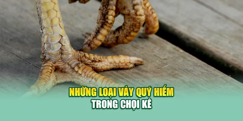Những loại vảy quý hiếm trong chọi kê