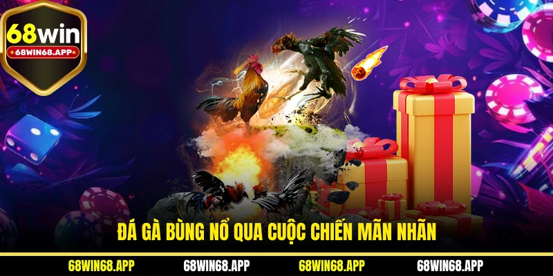 Đá gà bùng nổ qua cuộc chiến mãn nhãn